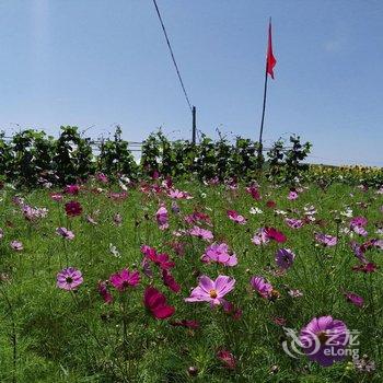 丰宁坝上草原格桑花农庄酒店提供图片