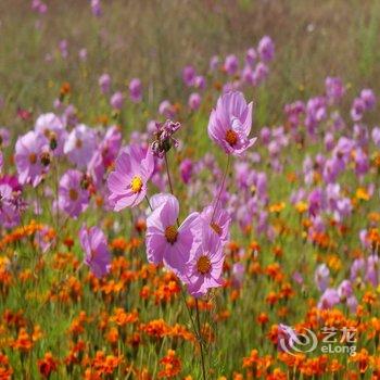 丽江骏逸骑士会度假山庄酒店提供图片