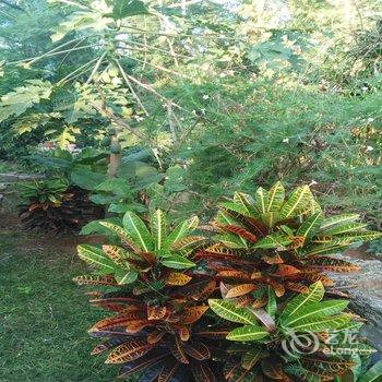 北海涠洲岛海心沙客栈(原树语听风沙滩旅馆)酒店提供图片