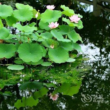 缙云仙湖民宿客栈酒店提供图片