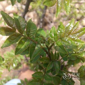 野三坡小麻雀农家院酒店提供图片