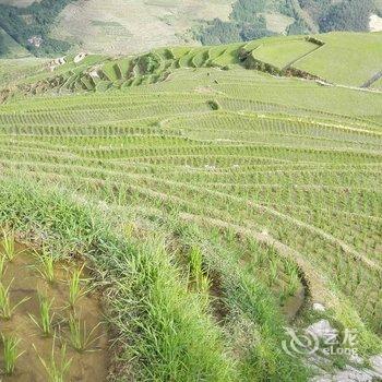 龙胜龙脊古树农家酒店提供图片