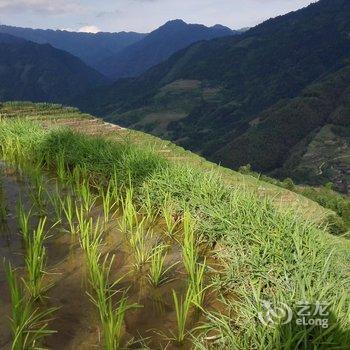 龙胜龙脊古树农家酒店提供图片