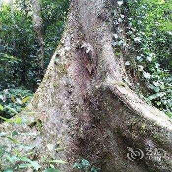 荔波茂兰好友之家客栈酒店提供图片