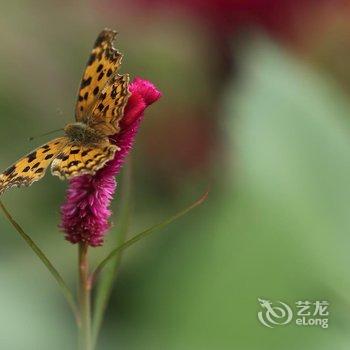 莫干山又见炊烟客栈酒店提供图片