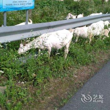 莫干山九龙山庄酒店提供图片