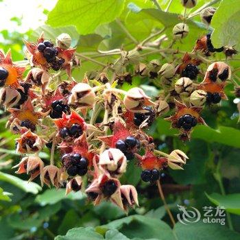 永顺芙蓉镇茶苑客栈酒店提供图片