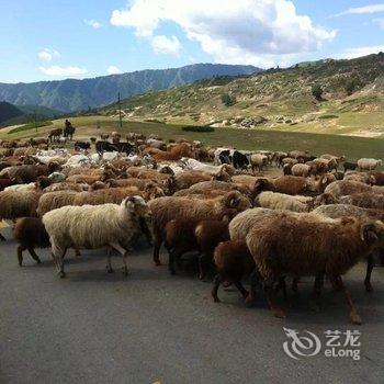 白哈巴记忆旅行客栈酒店提供图片