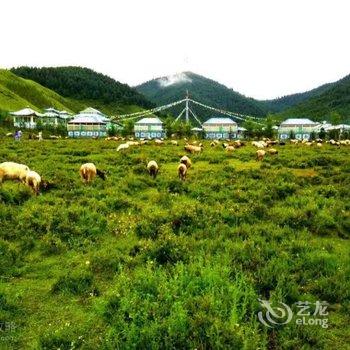 甘南合作雪松青年旅舍酒店提供图片