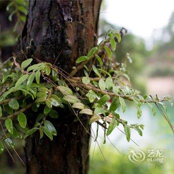 千岛湖董小姐的庄园酒店提供图片