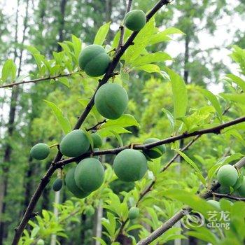 上海崇明龙群度假村酒店提供图片