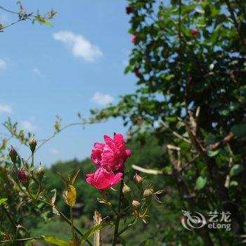 松阳柿子红了民宿酒店提供图片