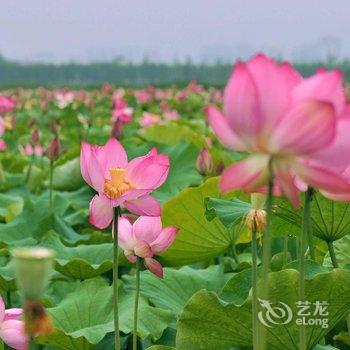 达州菲尼亚大酒店酒店提供图片