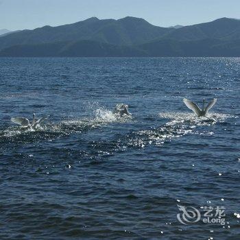 泸沽湖自在·情人树野奢连锁客栈酒店提供图片