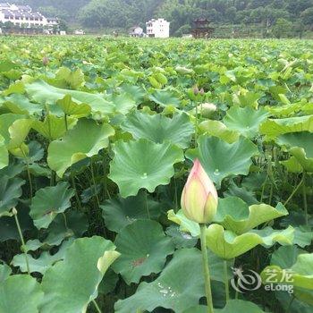 丽水莲舍精品民宿酒店提供图片