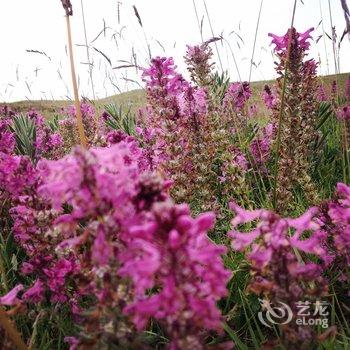 海南州黑马河赞普聚缘观景台客栈酒店提供图片