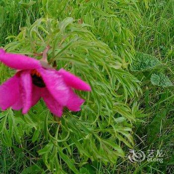 喀纳斯巴音塔山庄酒店提供图片