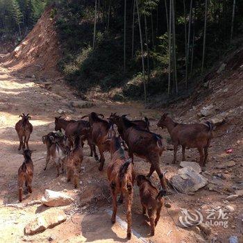 天柱山青山翠竹生态农庄酒店提供图片