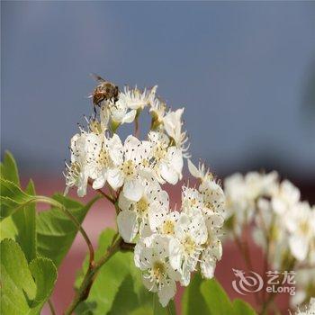 阿拉善盟贺兰山福因梵境酒店酒店提供图片