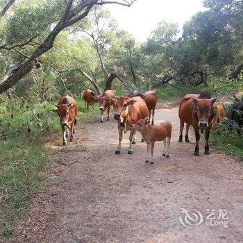 北海涠洲岛涠洲小镇酒店提供图片