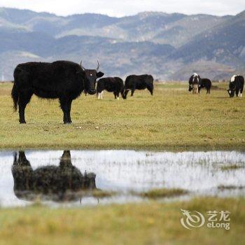 香格里拉莲花别院客栈酒店提供图片