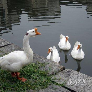 宏村画景楼客栈酒店提供图片