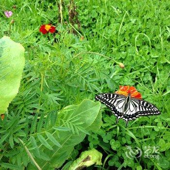 泸沽湖彭彭鲁和鲁西西客栈酒店提供图片