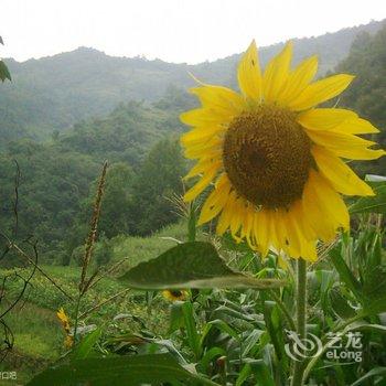 陇南文县龙江大酒店酒店提供图片