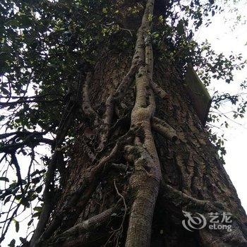 从江县加榜云上梯田景观酒店酒店提供图片