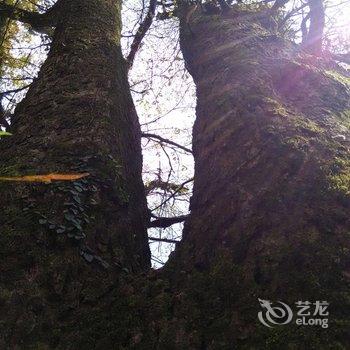 从江县加榜云上梯田景观酒店酒店提供图片