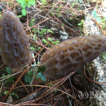 林芝波密相见雪山客栈酒店提供图片