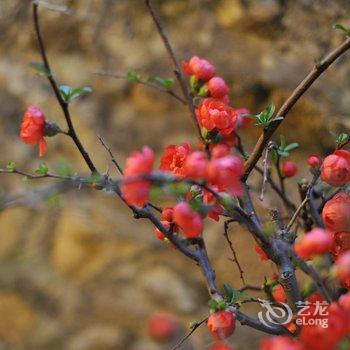 南靖云水谣伊人旅馆酒店提供图片