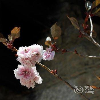 稻城彭措德勒花园精品酒店酒店提供图片