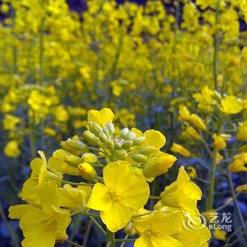 婺源晓起缘聚楼酒店提供图片