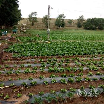 张北野狐岭冯氏农家院酒店提供图片