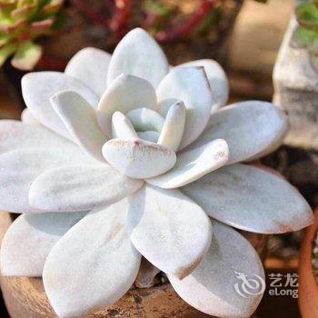 青岛芒豆的暖屋酒店提供图片