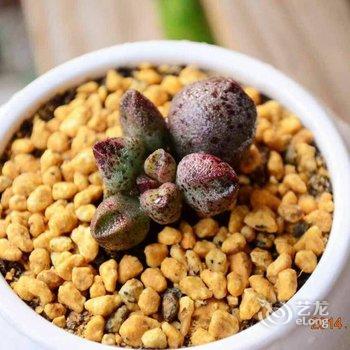 青岛芒豆的暖屋酒店提供图片