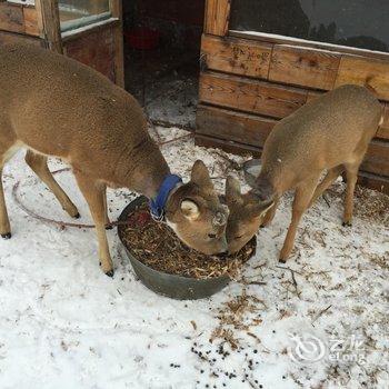 牡丹江王老五雪乡宾馆酒店提供图片