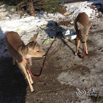 牡丹江王老五雪乡宾馆酒店提供图片