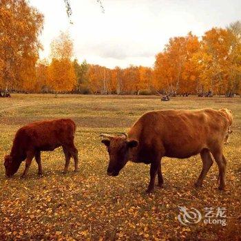 哈巴河游侠客山庄酒店提供图片