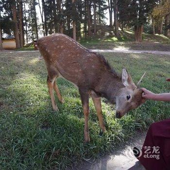 甘南依家人客栈酒店提供图片