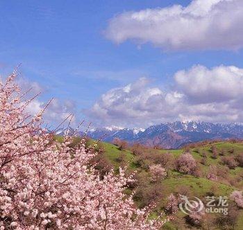 伊犁栖域青年旅舍酒店提供图片