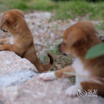 天台山花谷闲农民宿酒店提供图片