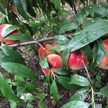 千岛湖洋芋疙瘩农庄酒店提供图片