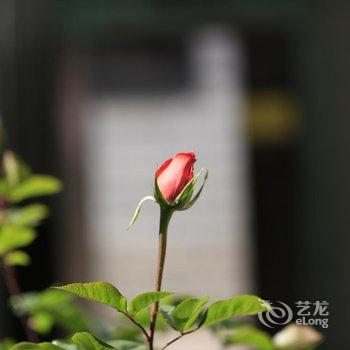 拉萨影像客栈酒店提供图片