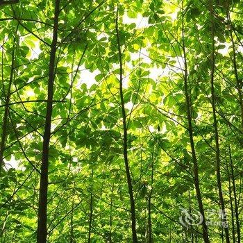 绵阳北川辛夷花大酒店酒店提供图片