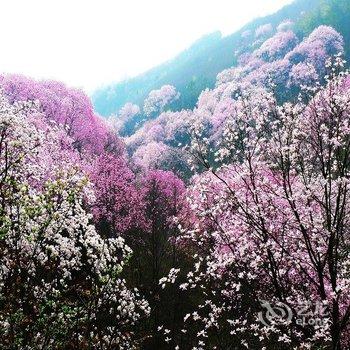 绵阳北川辛夷花大酒店酒店提供图片