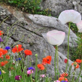 绵阳北川辛夷花大酒店酒店提供图片