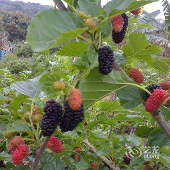 银川森淼生态旅游区森淼假日酒店酒店提供图片