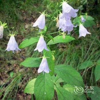 野三坡绿色农庄酒店提供图片